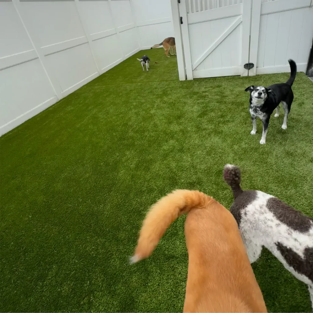 K9Grass Classic+ artificial turf installed in enclosed dog daycare play area at Camp Bow Wow Indianapolis with multiple dogs playing