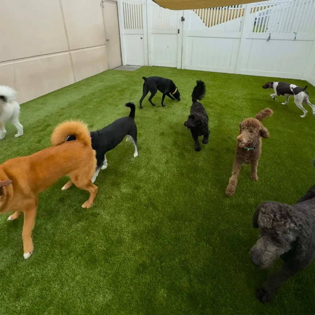K9Grass Classic+ artificial turf play yard at Camp Bow Wow Indianapolis with 7 dogs socializing on lush green synthetic grass