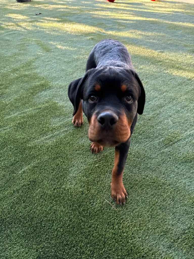 Rottweiler puppy playing on lush green K9Grass Elite artificial turf in a pet yard installation.