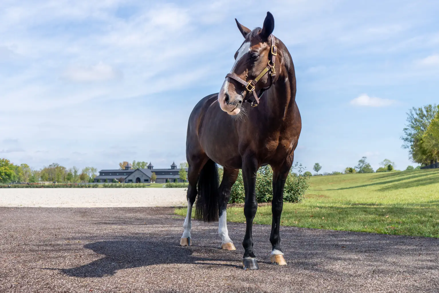 Synthetic Grass For Horses